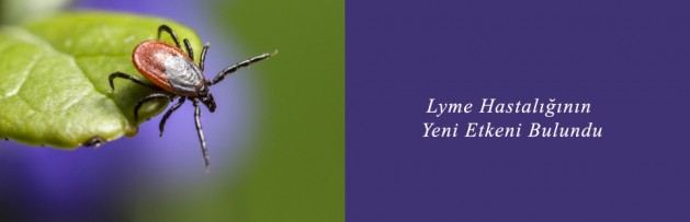 Lyme Hastalığının Yeni Etkeni Bulundu