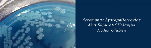 Aeromonas hydrophila caviae Akut Süpüratif Kolanjite Neden Olabilir