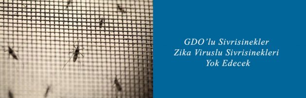 GDO’lu Sivrisinekler Zika Viruslu Sivrisinekleri Yok Edecek
