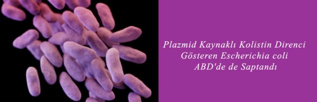 Plazmid Kaynaklı Kolistin Direnci Gösteren Escherichia coli ABD'de de Saptandı