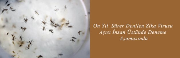 On Yıl Sürer Denilen Zika Virusu Aşısı İnsan Üstünde Deneme Aşamasında