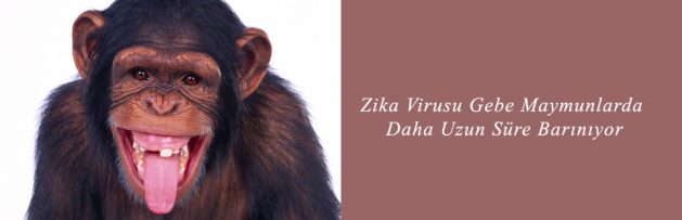 Zika Virusu Gebe Maymunlarda Daha Uzun Süre Barınıyor