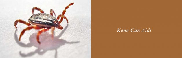Kene Can Aldı