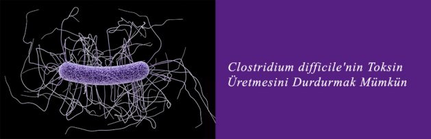 Clostridium difficile'nin Toksin Üretmesini Durdurmak Mümkün