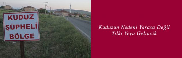 Kuduzun Nedeni Yarasa Değil Tilki Veya Gelincik