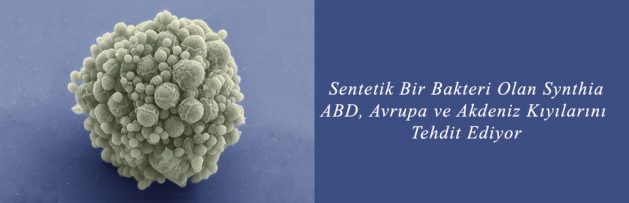 Sentetik Bir Bakteri Olan Synthia ABD, Avrupa ve Akdeniz Kıyılarını Tehdit Ediyor