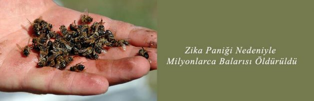 Zika Paniği Nedeniyle Milyonlarca Balarısı Öldürüldü