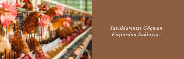 Tavuklarınızı Göçmen Kuşlardan Saklayın!