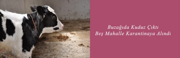 Buzağıda Kuduz Çıktı, 5 Mahalle Karantinaya Alındı