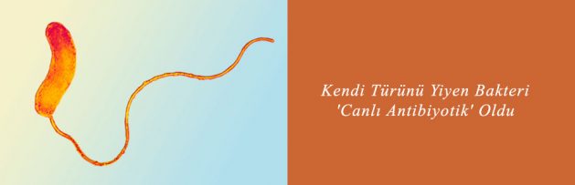 Kendi Türünü Yiyen Bakteri 'Canlı Antibiyotik' Oldu