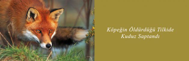 Köpeğin Öldürdüğü Tilkide Kuduz Saptandı