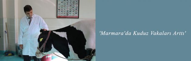 'Marmara'da Kuduz Vakaları Arttı'