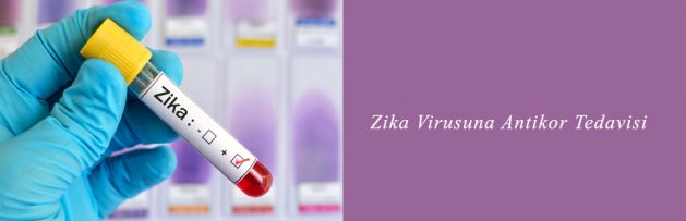Zika Virusuna Antikor Tedavisi