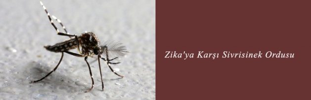 Zika'ya Karşı Sivrisinek Ordusu
