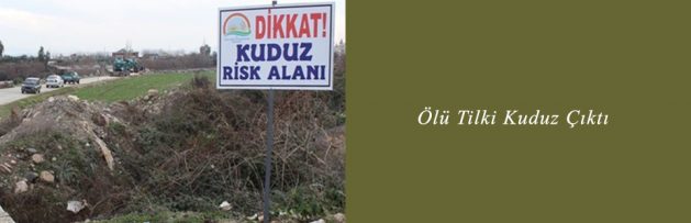 Ölü Tilki Kuduz Çıktı