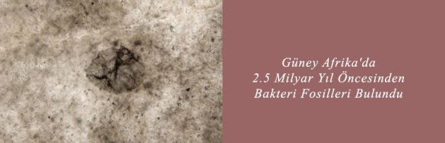 Güney Afrika'da 2,5 Milyar Yıl Öncesinden Bakteri Fosilleri Bulundu