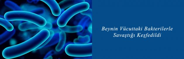 Beynin Vücuttaki Bakterilerle Savaştığı Keşfedildi
