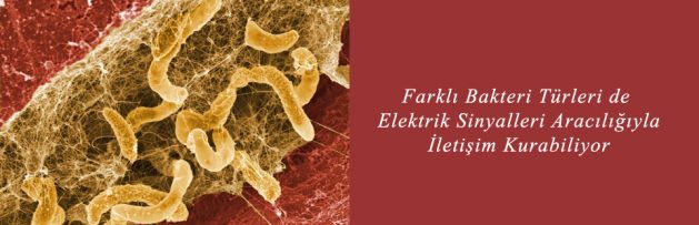 Farklı Bakteri Türleri de Elektrik Sinyalleri Aracılığıyla İletişim Kurabiliyor