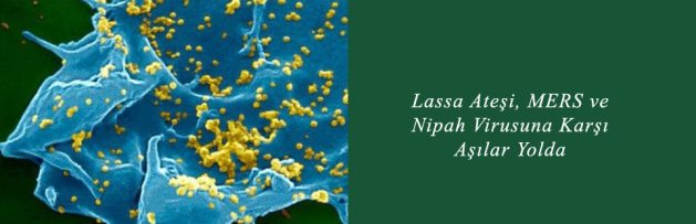 Lassa Ateşi, MERS ve Nipah Virusuna Karşı Aşılar Yolda