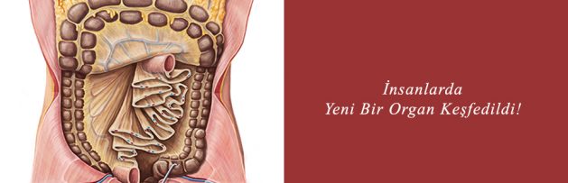 İnsanlarda Yeni Bir Organ Keşfedildi!