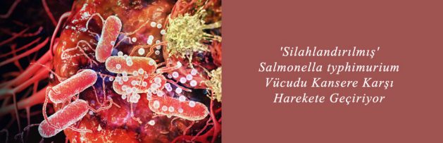 'Silahlandırılmış' Salmonella typhimurium Vücudu Kansere Karşı Harekete Geçiriyor