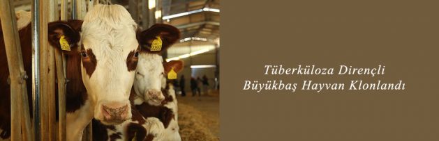 Tüberküloza Dirençli Büyükbaş Hayvan Klonlandı